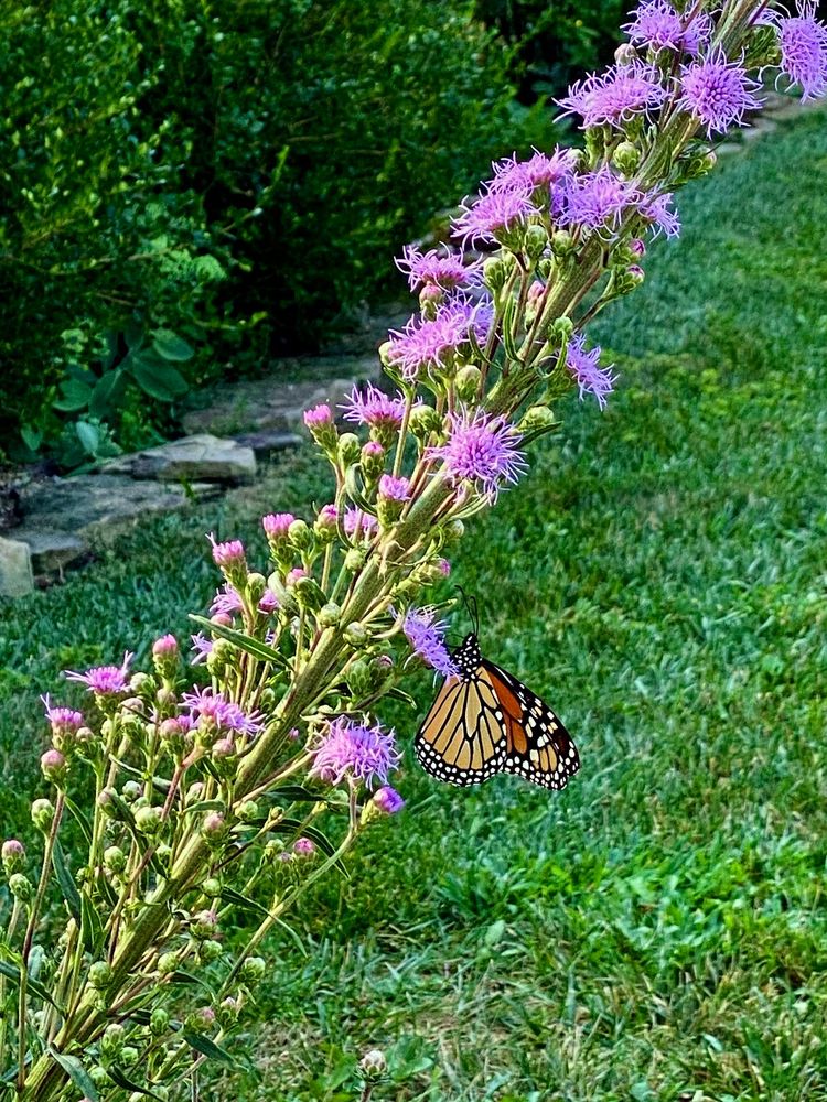 A monarch on their way south pausing to feed on my Liatris. Liatris is a tall plant with purple squiggly flowers along the stem. Bees and butterflies both love it.
