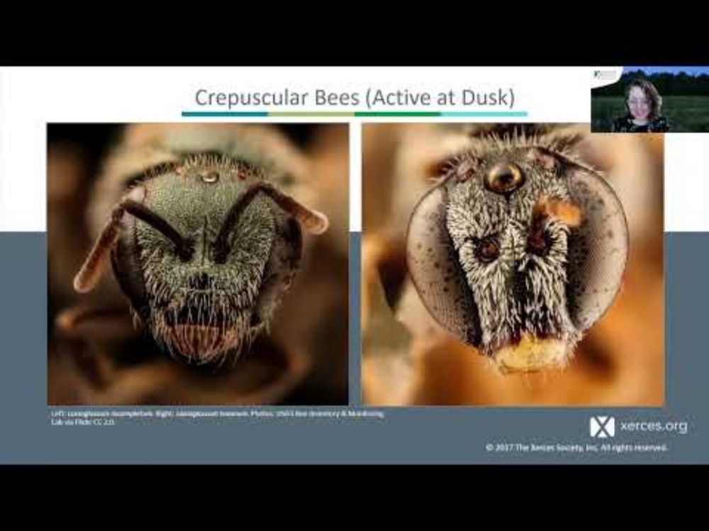 Working the Night Shift: Pollinators After Dark
