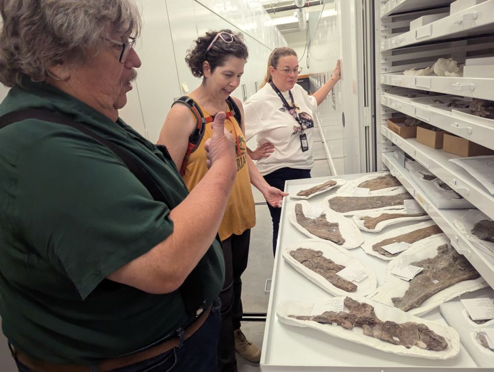 Photo of Jim, Karen, and Carrie perusing a drawer full of iguanodont elements in paleo collections of the Natural History Museum of Utah