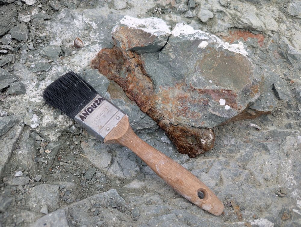 Iguanodont metatarsal embedded in a gray mudstone, with a soft brush alongside for scale