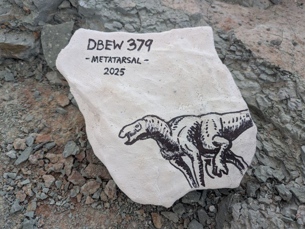 Finished plaster jacket encasing the metatarsal.  I've drawn an iguanodont doodle on it with black marker