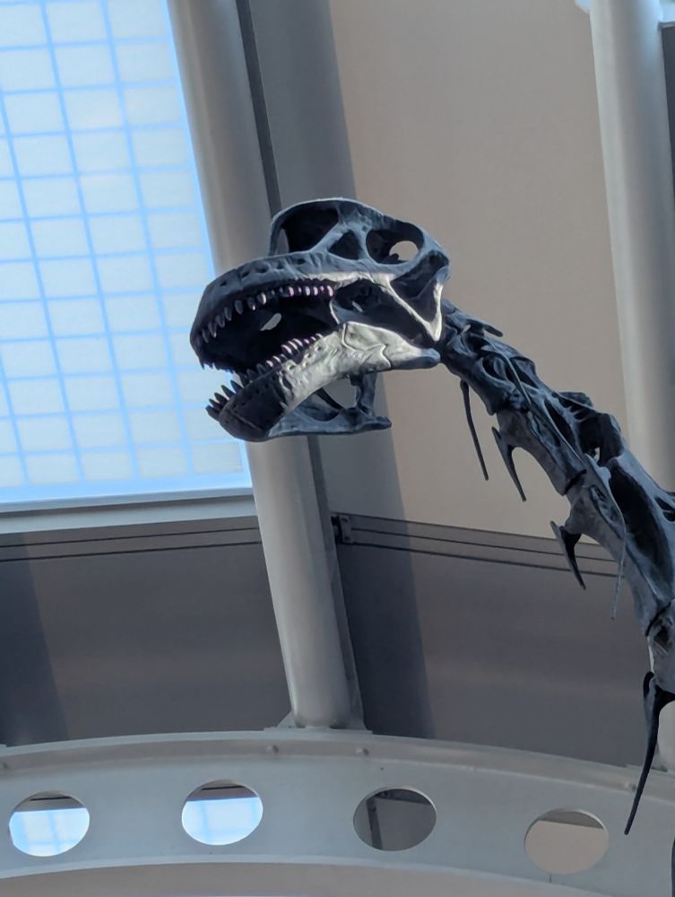 Closeup of the brachiosaur's skull, about thirteen meters up in the air