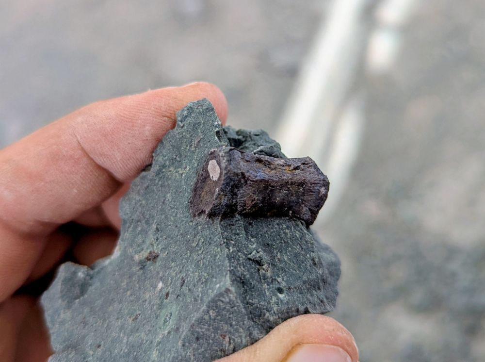 Photo of a small rectangular bone, about 1.5 inches long, partially embedded in a mudstone block