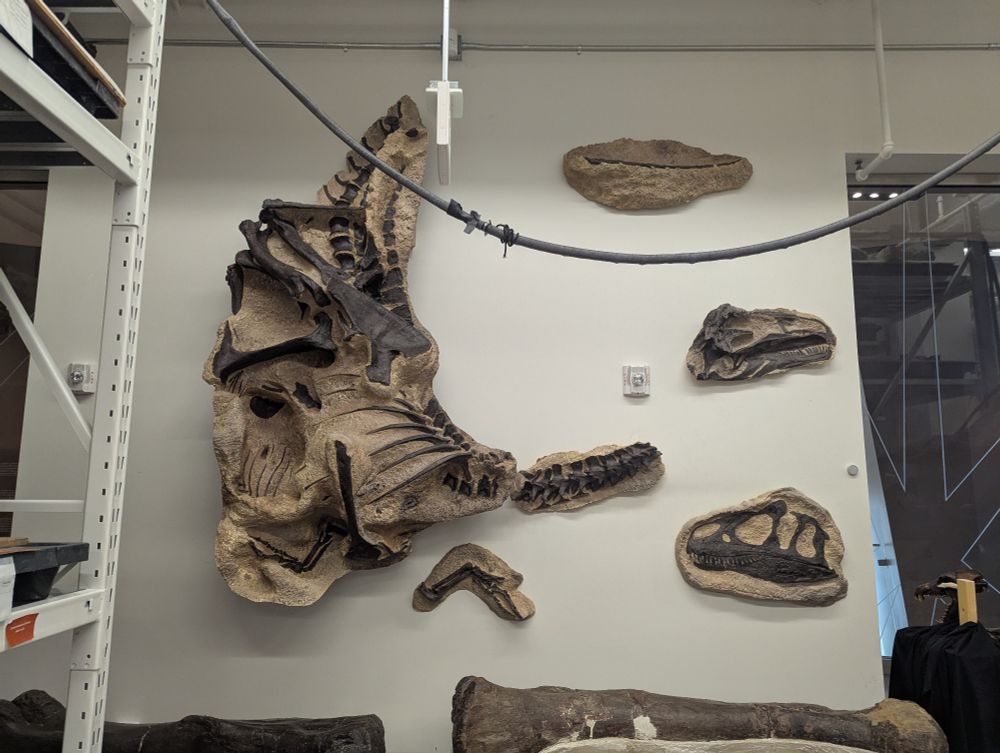Photo of the skeleton on the wall.  The skull is disarticulated from the torso