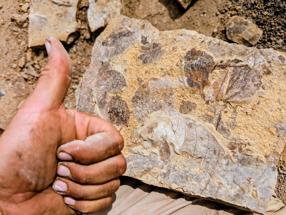 Photo of my hand giving a 'thumbs-up' in front of a lovely mudstone slab I found containing multiple fossil leaves