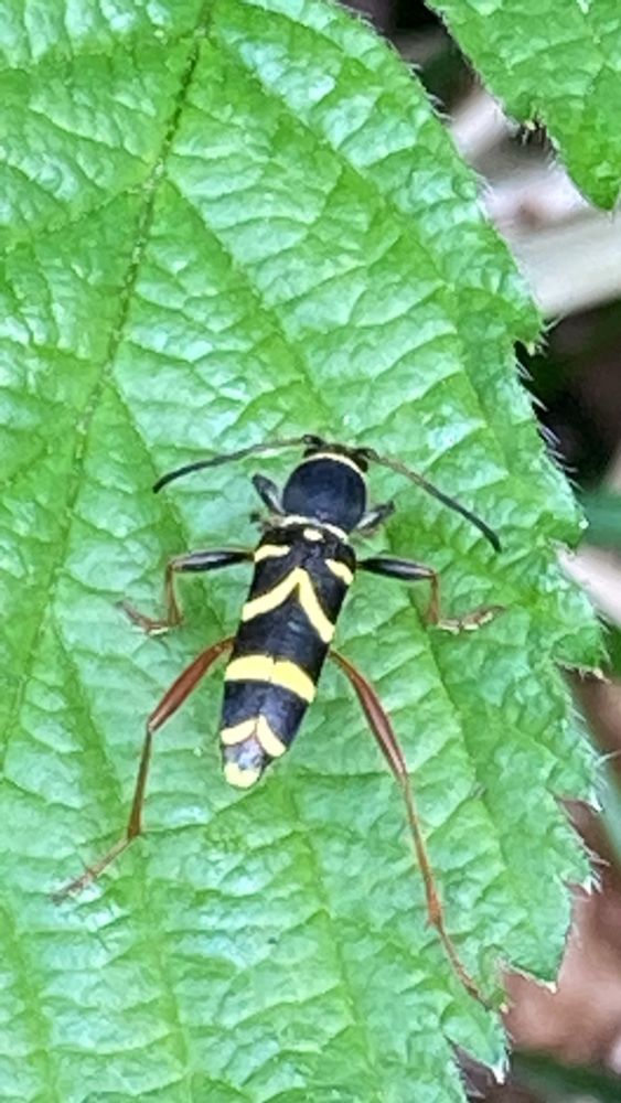 Wasp Beetle, a striking black and yellow striped beetle with orange legs sitting on a green leaf