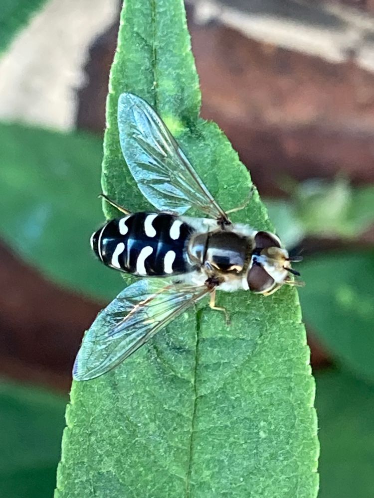 Pied Hoverfly - Scaeva pyrastri a good sized black and white Hoverfly with 3 curved white bars on its tail and silvery wings held spread to either side 