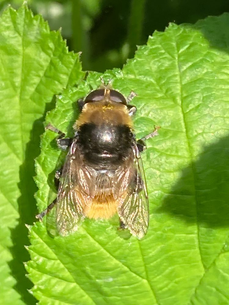 Narcissus Bulb Fly - Merodon equestris a black and orange hoverfly that is an excellent mimic for a bumblebee 