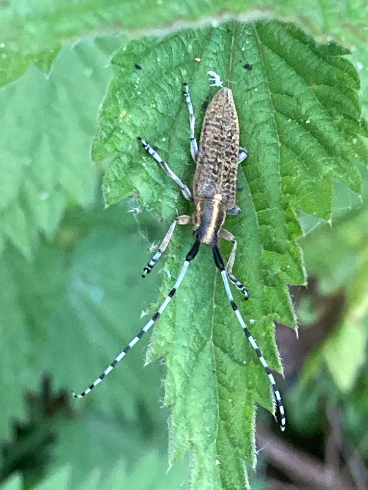 Golden-bloomed Grey Longhorn Beetle, a yellow and black beetle with long black and white banded antennae sitting on a green nettle leaf
