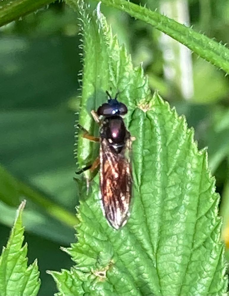 Platycheirus granditarsus a small shiny hoverfly with an orange tail and glossy head and thorax 