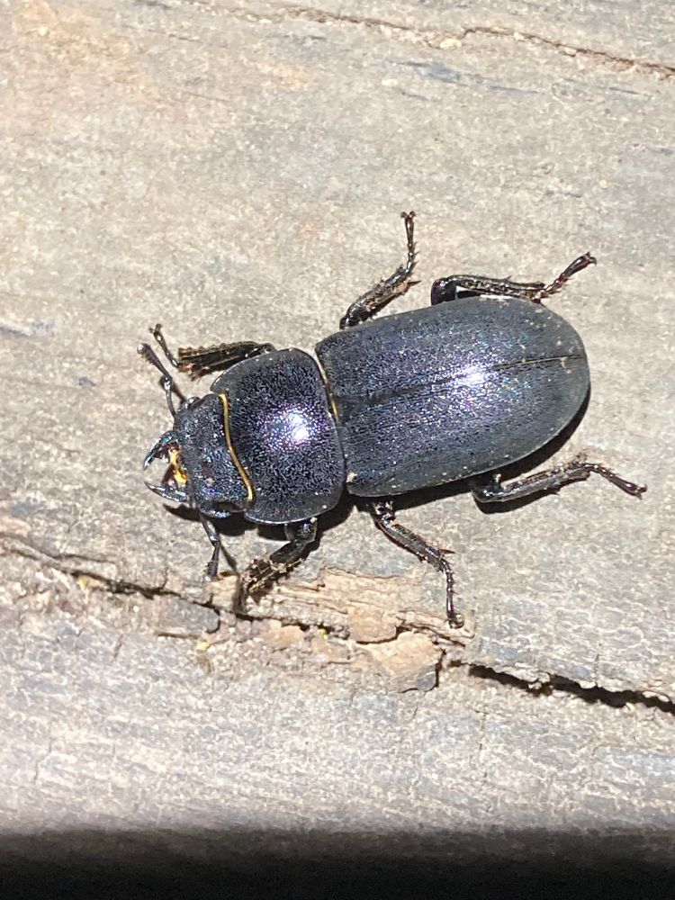 Lesser Stag Beetle, an impressive black beetle with strong jaws against a background of pale wood