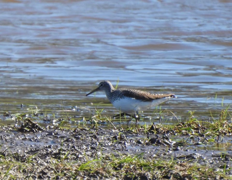 Green Sandpiper feeding in the muddy flood margin 