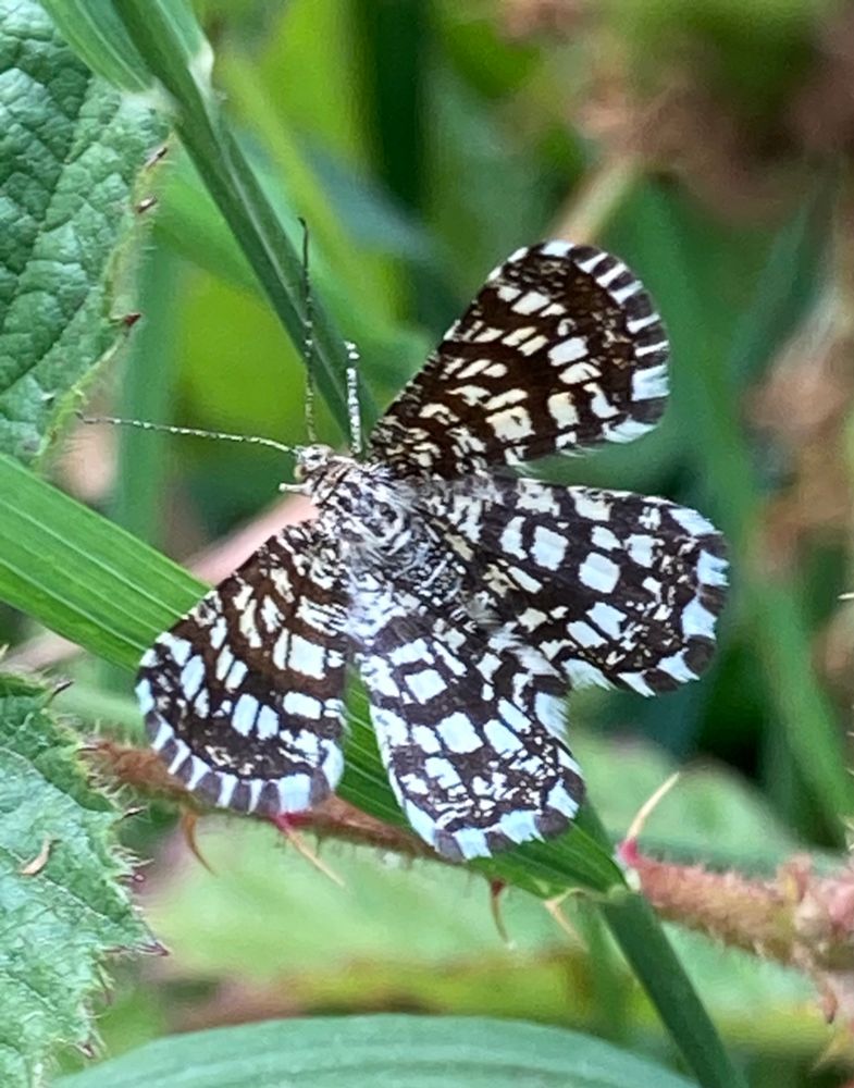 Latticed Heath, Chiasmia clathrata a pretty little moth mainly white but with an intricate pattern of black checks and lines