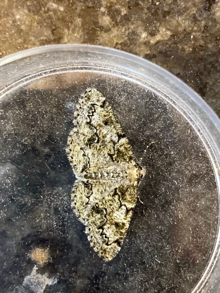 Brussels Lace, Cleorodes lichenaria an intricately patterned grey, gold and black moth with it’s wings spread wide to the sides 