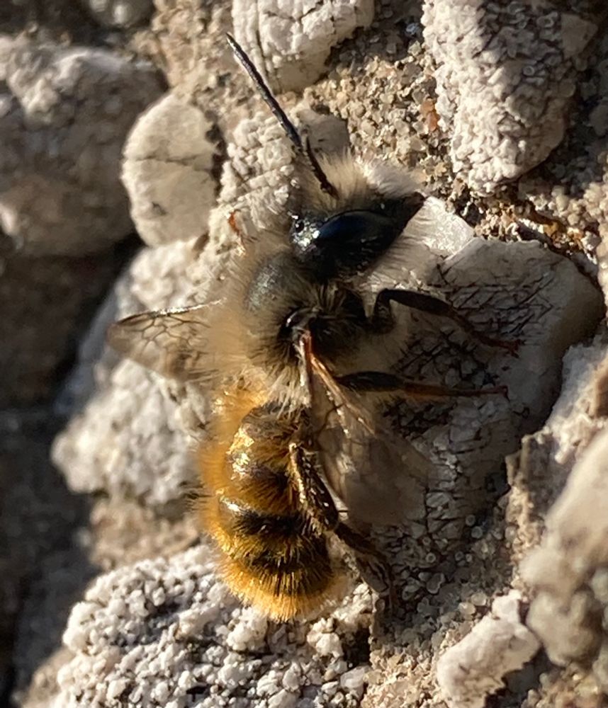 A small hairy bee perched vertically on a pebble wall Red Mason Bee - Osmia bicornis