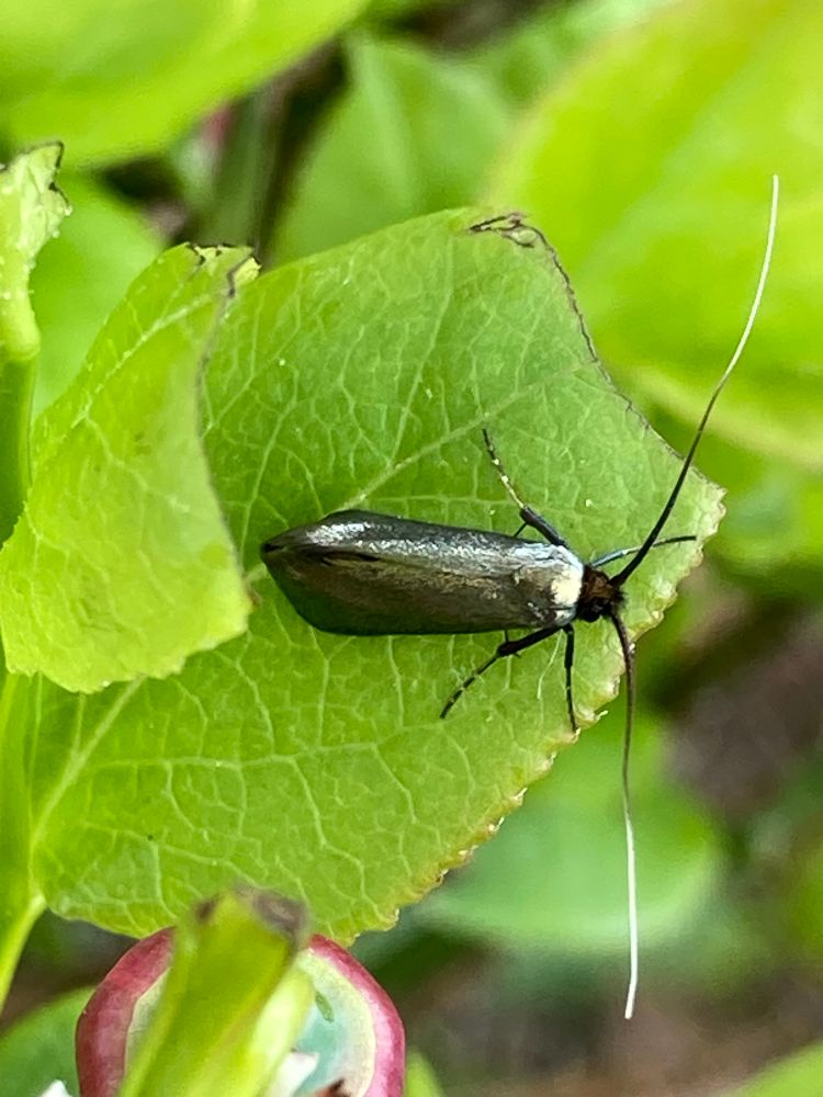 Adela reaumurella, Green Longhorn moth, a shiny moth with long black and white antenna amongst bright green leaves 