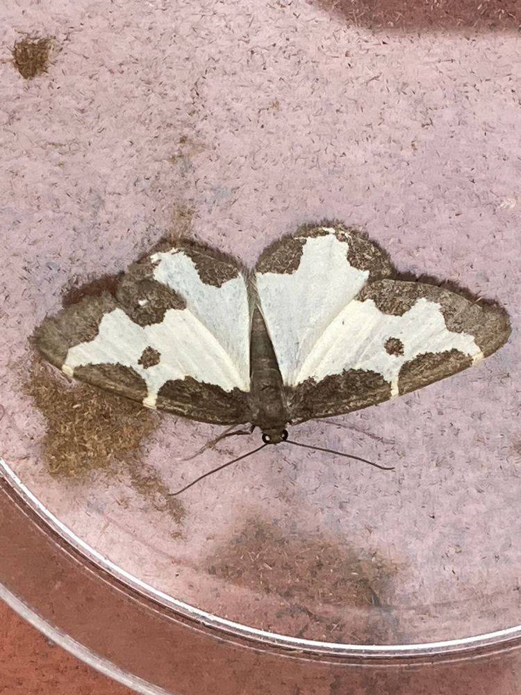 Clouded Border a pretty little moth mainly white but with a dark grey border 