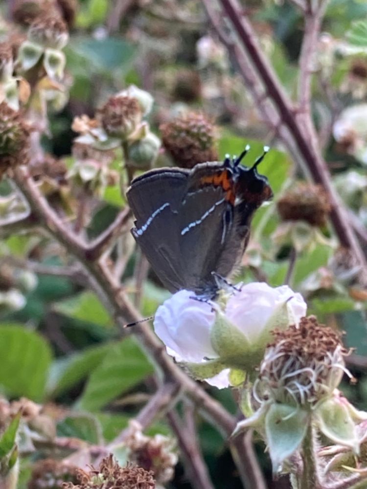 A small dark grey butterfly with distinctive white streaks on both wings and an orange border to the hind wing, 2 white tipped tails also on the hind wing. This one is feeding from a bramble flower 