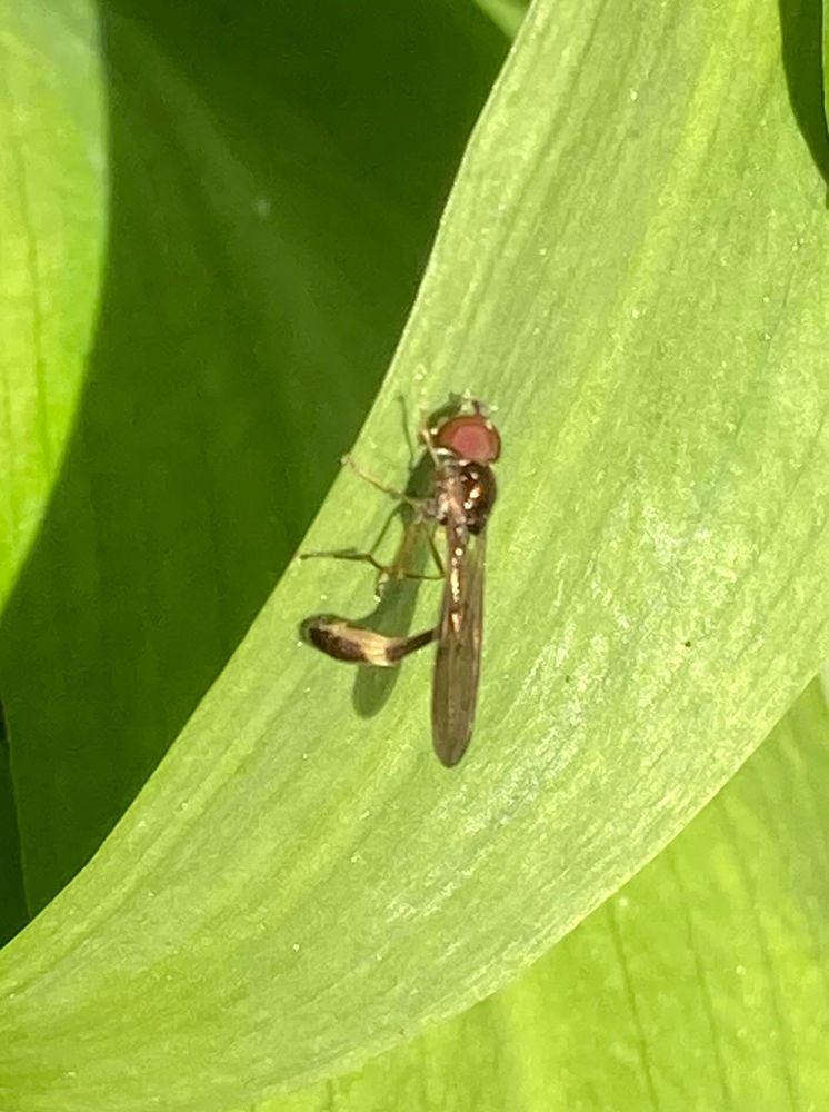 A small slim hoverfly with red eyes and a yellowish band towards the end of its tail sitting on a green leaf 