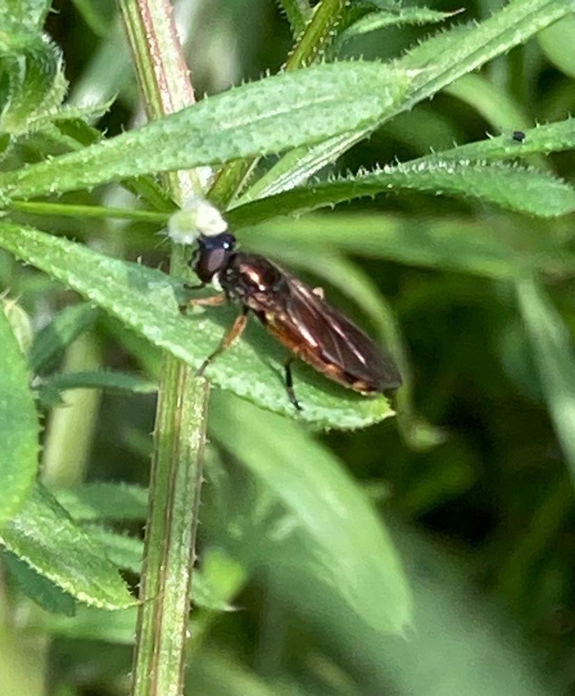 Platycheirus granditarsus a small shiny hoverfly with an orange tail and glossy head and thorax 