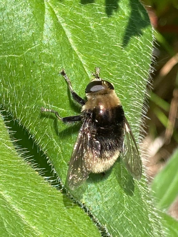 Narcissus Bulb Fly - Merodon equestris, a black bodied hoverfly with a ginger collar and white tail 