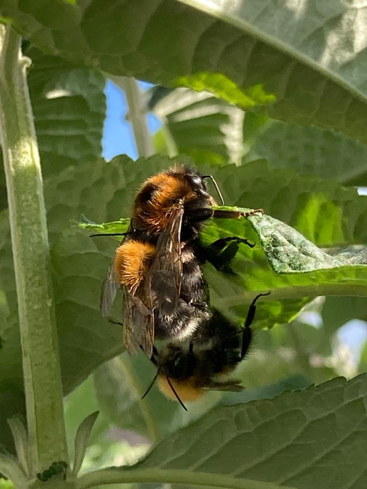 A queen Tree Bumblebee - Bombus hypnorum with 2 male Tree Bumblebee trying to mate with her amongst green leaves. All bees are black with gingery brown backs and a white tail.