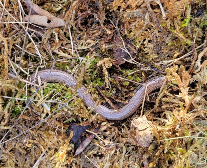 Slow Worm. A legless lizard resembling a small snake, it is bronzy brown all over and this one is hiding its head in moss