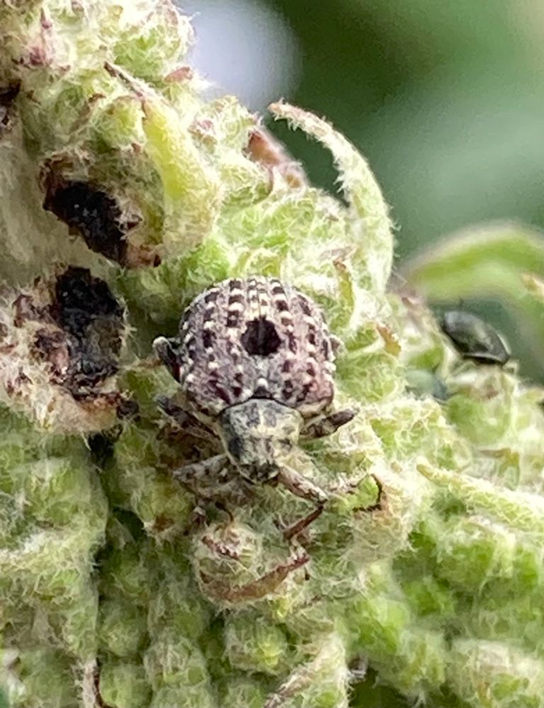 Figwort Weevil - Cionus scrophularia a tiny grey beetle with a black dot in the centre feeding on a Buddleja flower head