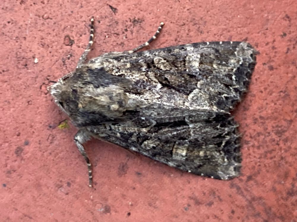 Dusky Brocade, Apamea remissa an attractive mottled grey moth taken against a red tile background 