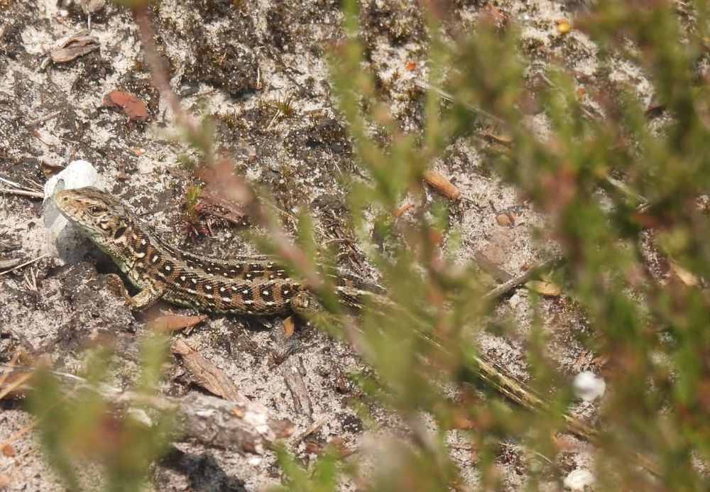 Sand Lizard, a small brown lizard with stripes running down its back and dark spots with a white centres along its flank.
