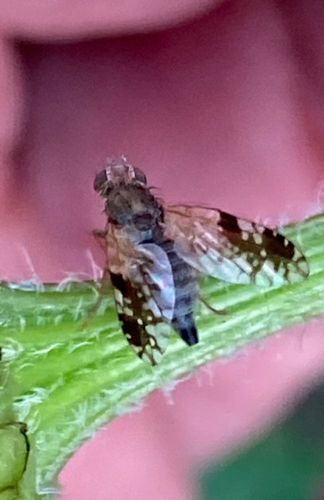 A very small grey fly with black patterning on its wings sitting on a green stem of Oxeye Daisy