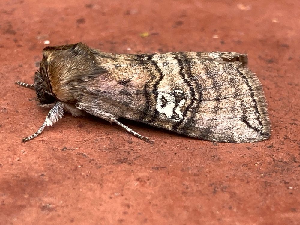 Figure of Eighty an attractive brown moth with a white mark resembling the number 80 on each wing