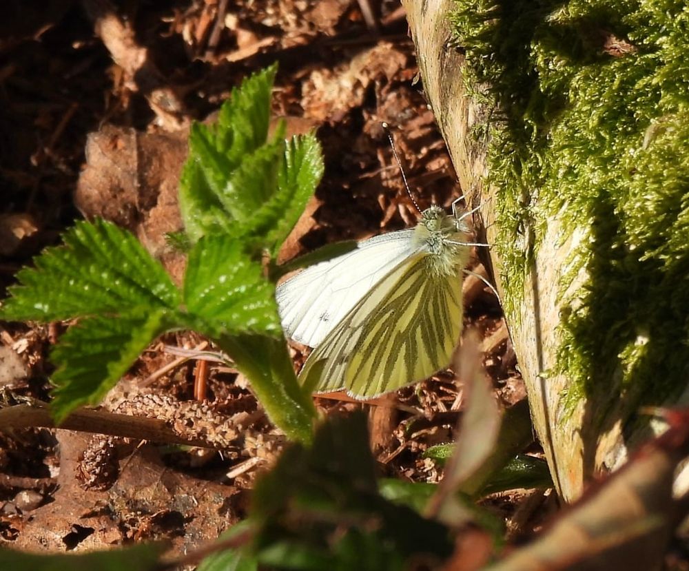 Green-veined White Butterfly on a forest floor 