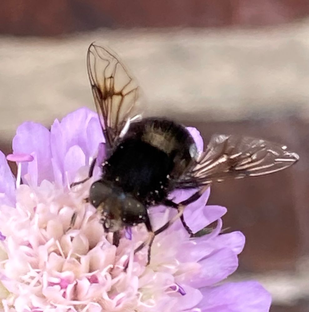 A black and white hoverfly feeding on a purple Scabious flower