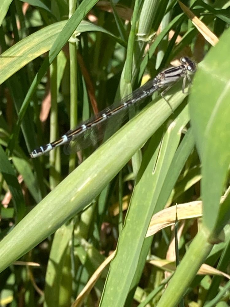  Common Blue Damselfly - Enallagma cyathigerum a long slim insect with pale blue bands down its tail 
