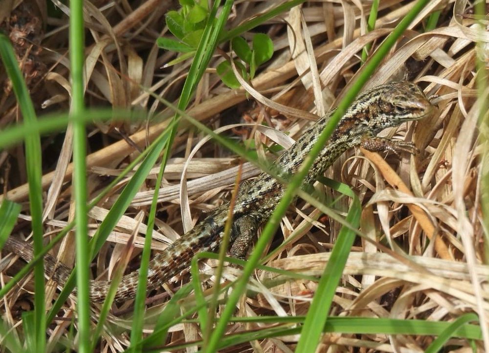 Common Lizard, another small lizard again with pale stripes down its back but also a rich brown stripe down its flank which extends to form a mask around the eye