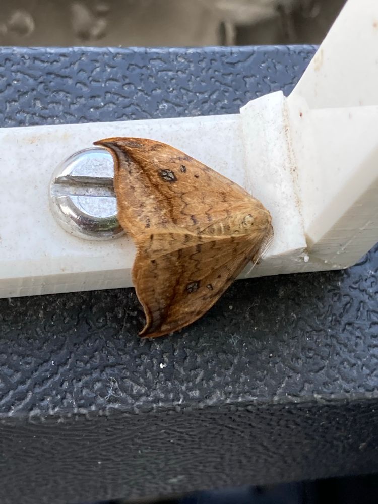 Pebble Hook-tip another attractive moth with hooked wing tips and an orange colour 