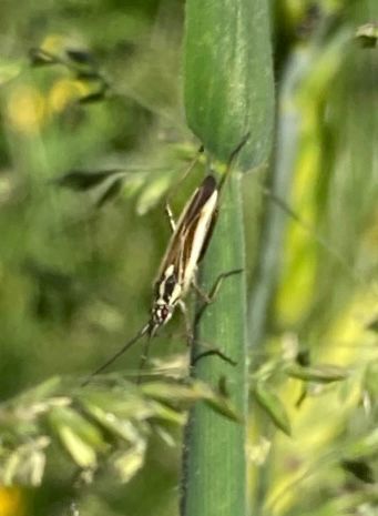 Meadow Plant Bug - Leptopterna dolabrata a small black and yellow bug perched face down on a grass stem