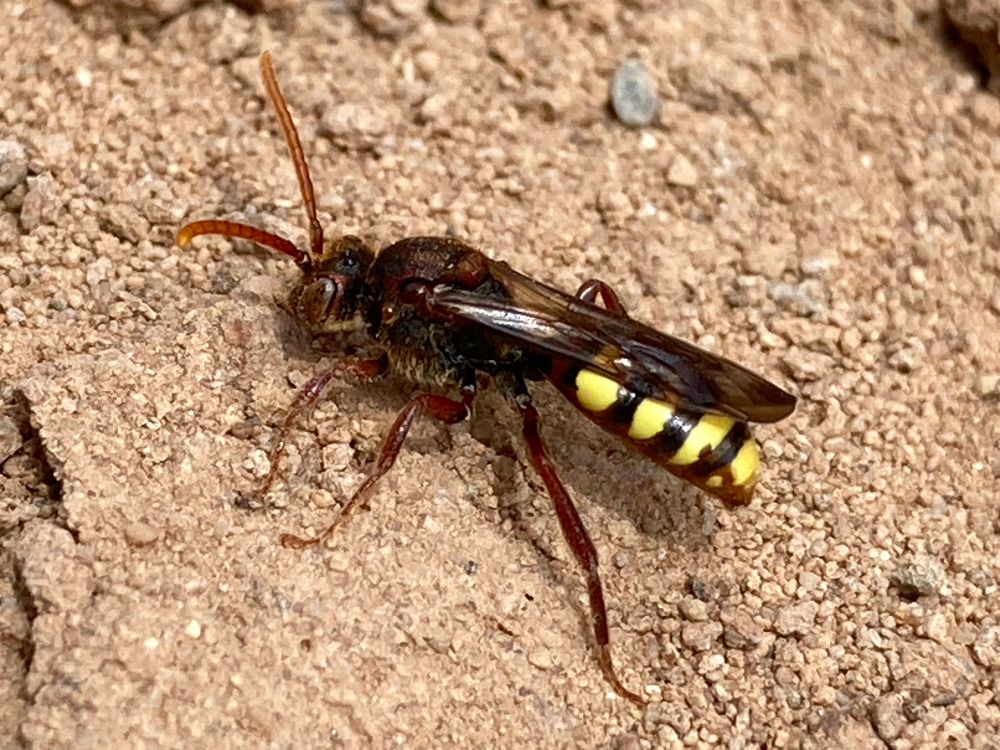 A dark red Nomad Bee with a yellow banded tail sitting on sand