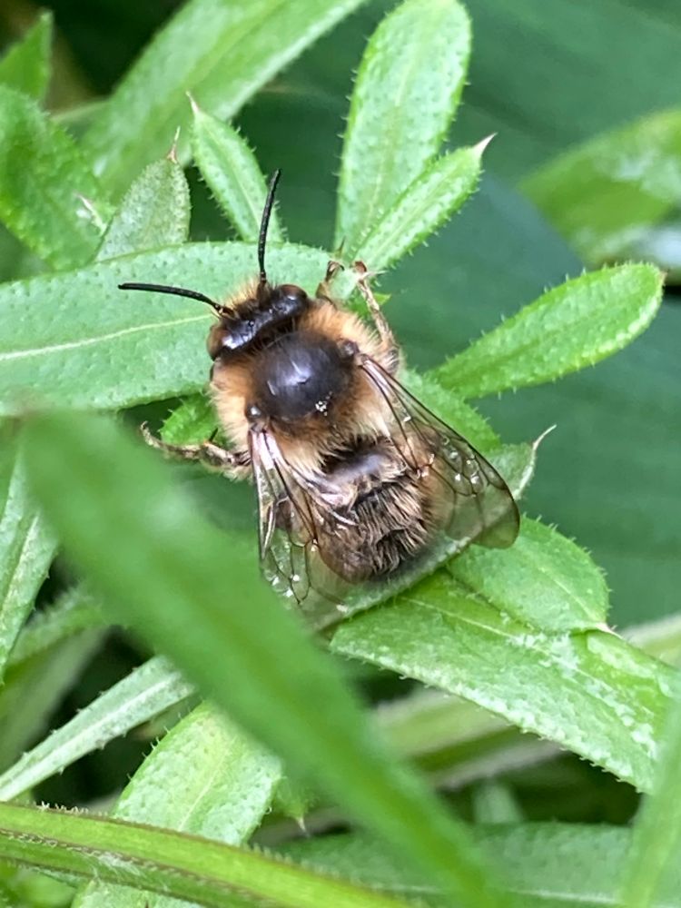 Fork Tailed Flower Bee - Anthophora furcata a grey and ginger bee with a yellow face