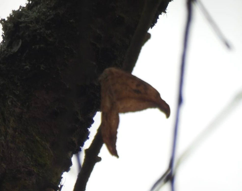 The upper side of a Pebble Hook-tip moth high in a tree silhouetted against a bright sky