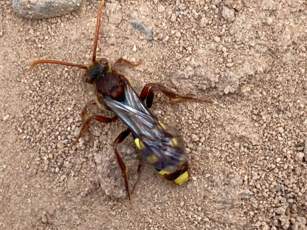 A dark red Nomad Bee with a yellow banded tail sitting on sand