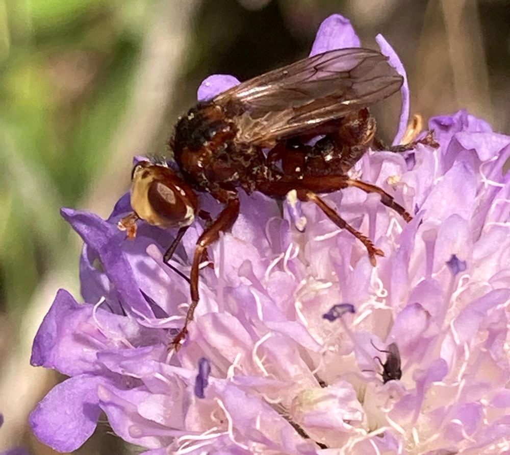 Ferruginous Bee-Grabber, Sicus ferrugineus a dark red fly with a yellow face and an abdomen that curls forwards under the rest of the body feeding on a bright purple Scabious flower 