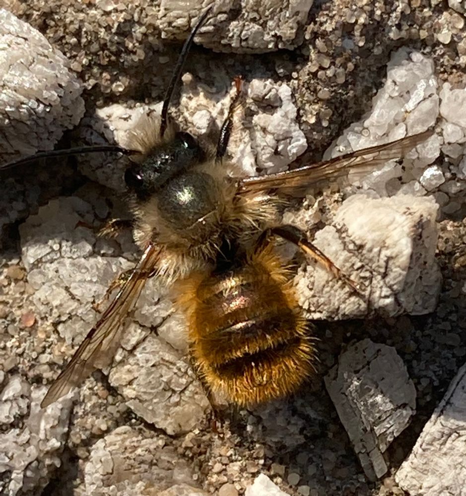 A small hairy bee perched vertically on a pebble wall Red Mason Bee - Osmia bicornis