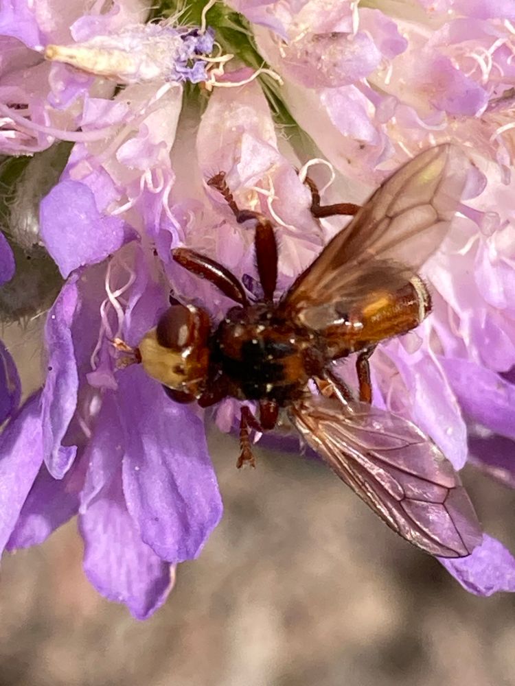 Ferruginous Bee-Grabber, Sicus ferrugineus a dark red fly with a yellow face and an abdomen that curls forwards under the rest of the body feeding on a bright purple Scabious flower 