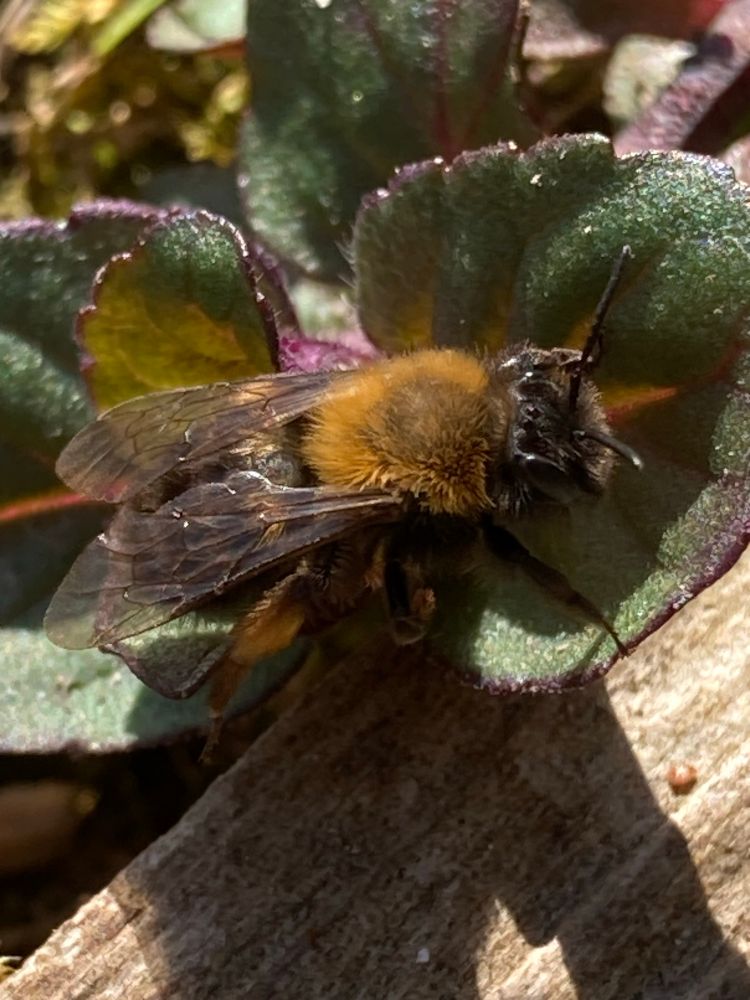 Female Clarke’s Mining Bee