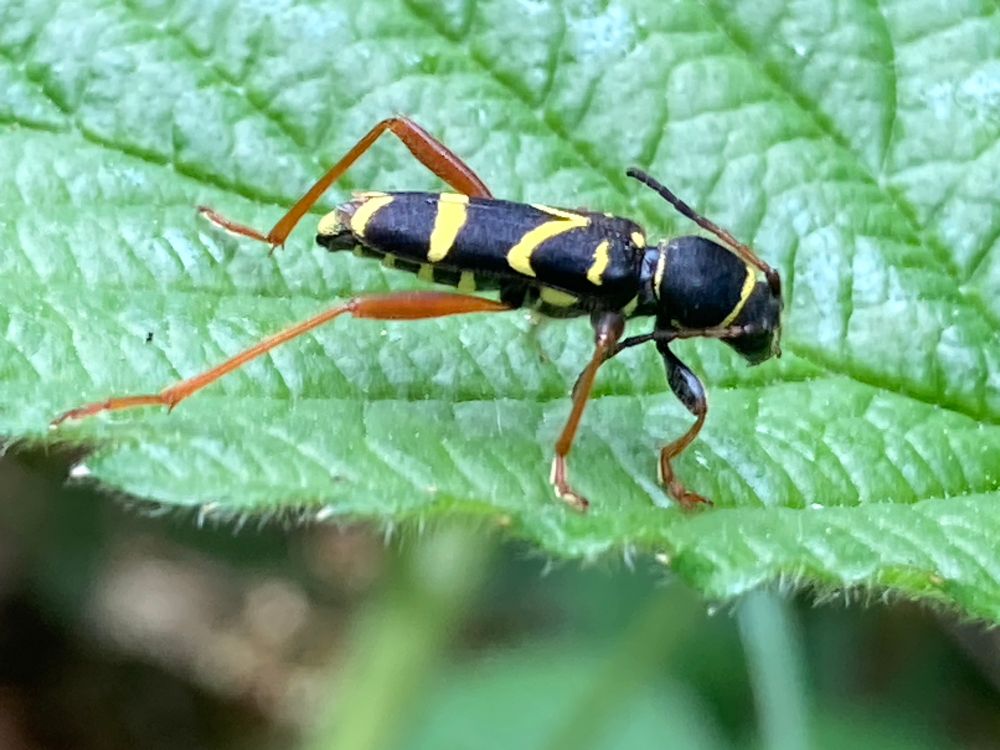 Wasp Beetle, a striking black and yellow striped beetle with orange legs sitting on a green leaf 