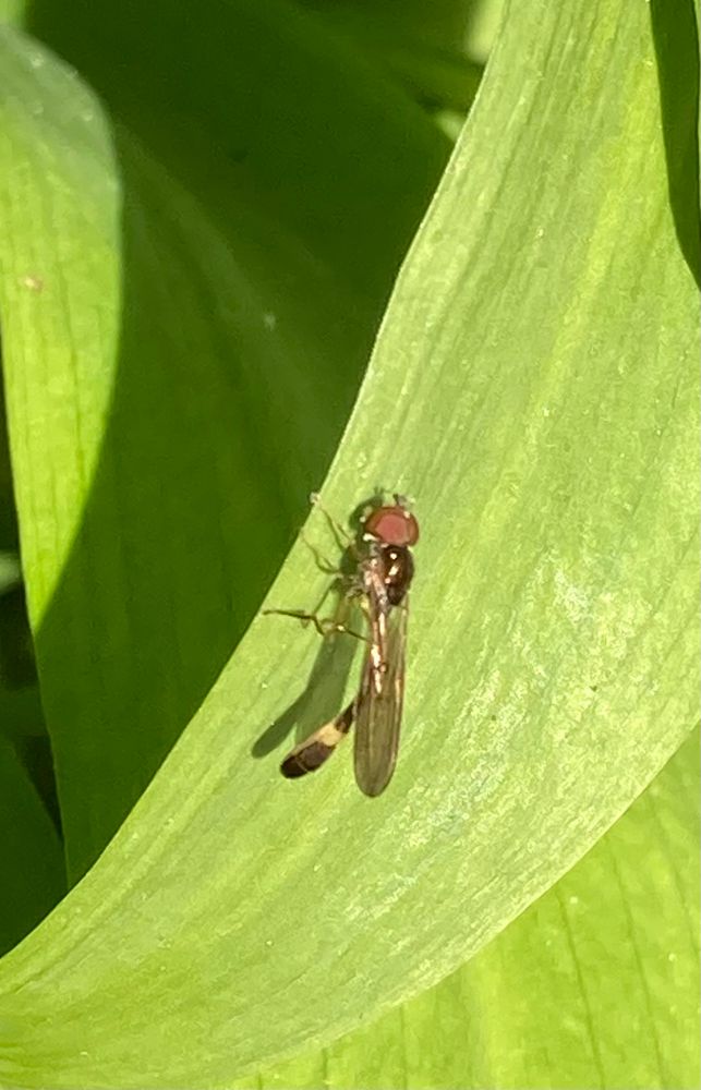 A small slim hoverfly with red eyes and a yellowish band towards the end of its tail sitting on a green leaf 