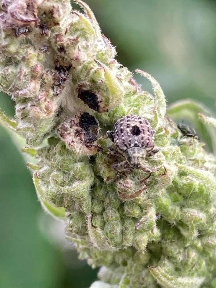 Figwort Weevil - Cionus scrophularia a tiny grey beetle with a black dot in the centre feeding on a Buddleja flower head