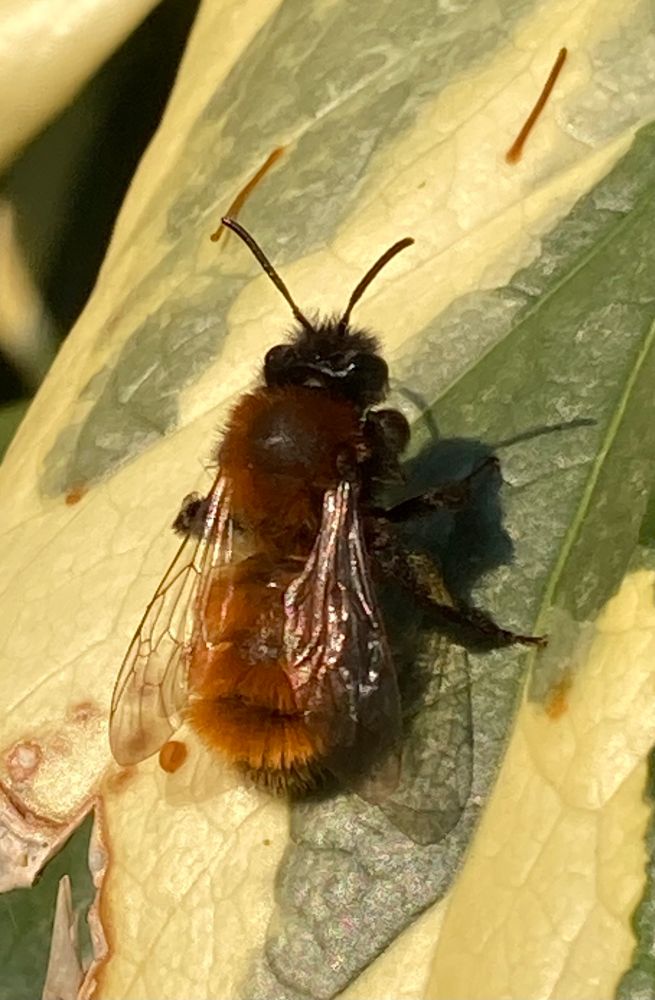 A Tawny Mining Bee sitting on a green and yellow Ivy leaf in the afternoon sunshine 